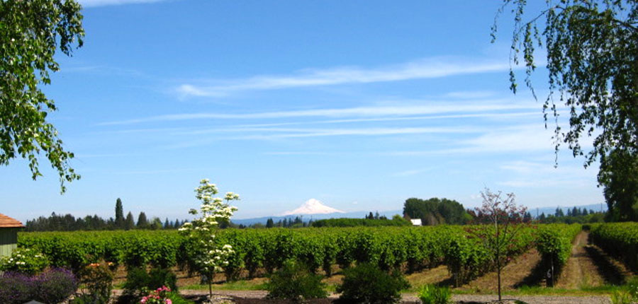 View of Mt Hood